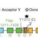 Poznana struktura tiroglobulina, proteina  pomembnega za delovanje ščitnice
