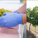 Prilagajanje pridelava vina podnebnim spremembam