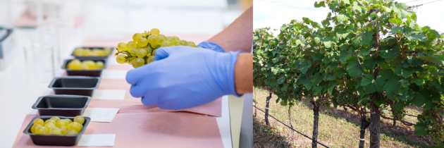 Prilagajanje pridelava vina podnebnim spremembam