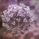 Raziskovalci Instituta Jožef Stefan na spletni strani pišejo o Covid-19