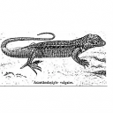 Miguel A. Carretero: Lizard function. A conservation approach from the Iberian Peninsula