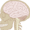 Covid – 19 in nevrološke motnje?