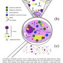 Hladna plinska plazma – obetaven način inaktivacije različnih virusov