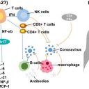 Kliniki in patologi skušajo razumeti škodo, ki jo povzroča virus Sars-Cov-2