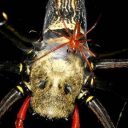 Novi pogledi na razlike v biodiverziteti