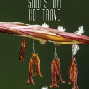 Iz take smo snovi kot trave