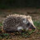 Natečaj: Biodiverziteti najbolj prijazen vrt