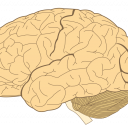 Ali lahko SARS-CoV-2 okuži nevrone in poškoduje možgansko tkivo?