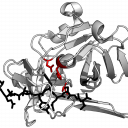 prof. dr. Dušan Turk:  Presejalni test z rentgensko difrakcijo na kristalih glavne proteaze razkril zaviralce virusa  SARS-CoV-2