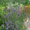 Biodiverziteti najbolj prijazen vrt