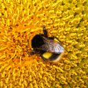 Ob svetovnem dnevu čebel