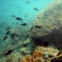 8. junij je Svetovni dan oceanov “Ocean: življenje in preživetje”