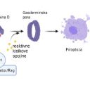 Povezava med metabolizmom, oksidativnim stresom in celično smrtjo