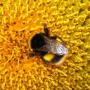 Kam so  letos izginili čmrlji?