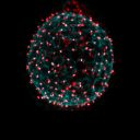 Raziskovalci korak bližje v razlagi nastanka dominantnih klonov in  naravi celičnega cikla