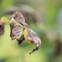 Kako rastlinski škodljivci povzročajo škodo?