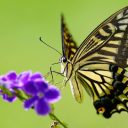 Matematični model raziskovalcev Biotehniške fakultete  (BF UL) za simulacijo živčnih signalov zaznave slike pri živalih