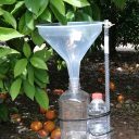 Raziskava Nacionalnega inštituta za biologijo z ugotavljanjem ogrožanja  nasadov agrumov z nevarno glivo