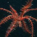 22. april Svetovni dan Zemlje