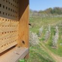 Svetovni dan čebel in vseh opraševalcev