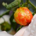 12. maj: Mednarodni dan zdravja rastlin