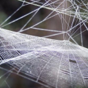 Pajčje mreže – zmogljivi biofiltri okoljske DNK