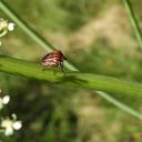 Biotremologija, dr. Meta Virant Doberlet: Vibracijski signali živali so pogosto del  bioakustične glasbe