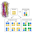 Strategija segmentacije svežnjev štirih vijačnic
