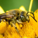 Kakšni so rezultati monitoringa divjih čebel v Sloveniji?