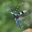 E-NAT2CARE –  za ohranjanje in obnavljanje območij Natura 2000 v širšem obmejnem prostoru