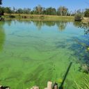 Cianobakterije v Sloveniji – razstava