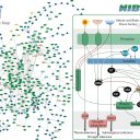 Zemljevid znanja o stresu rastlin
